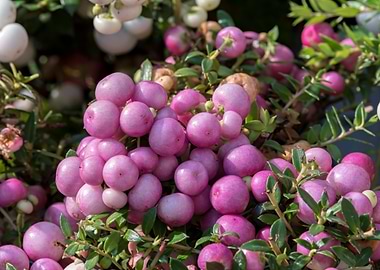 pernettya flower in bloom
