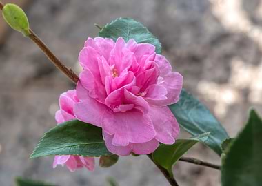 camellia sasanqua flower
