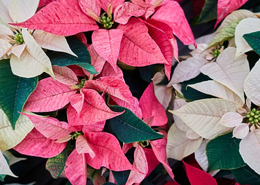 poinsettia at Christmas