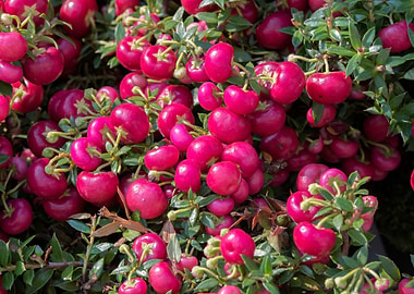 pernettya flower in bloom