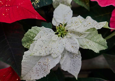 poinsettia at Christmas