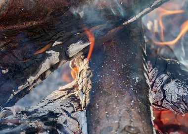 firewood in the forest