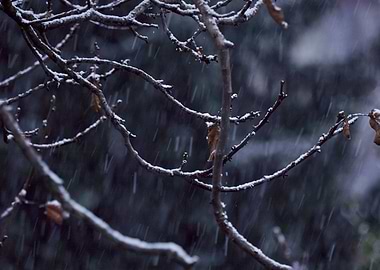 tree and snow in winter