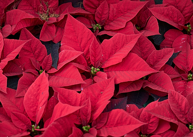 red poinsettia at