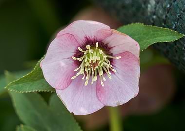 helleborus flower in bloom