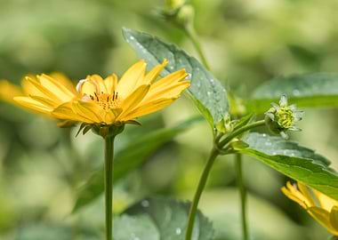 yellow gerbera daisy