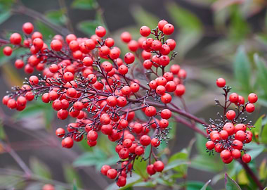 red berry in the garden