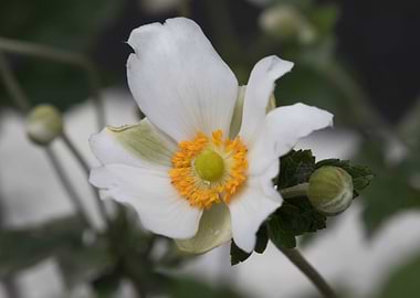 white bracteata roses