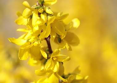Forsythia