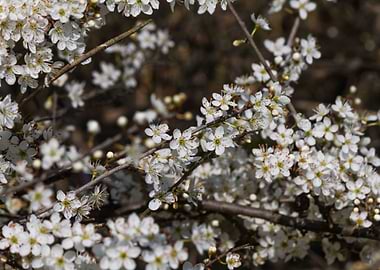 trees with white flowers