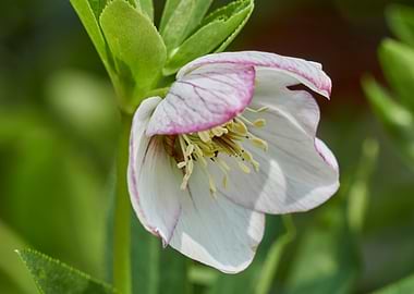 helleborus flower in bloom