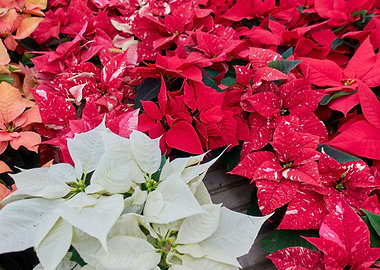 poinsettia at Christmas