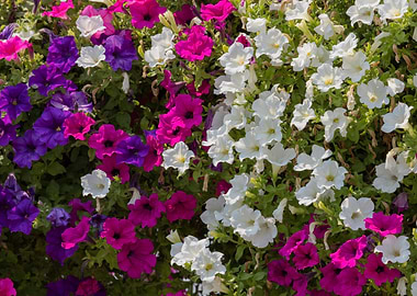 petunia in the garden