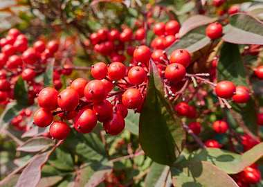 red berry in the garden