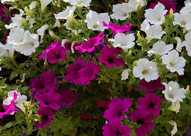 petunia in the garden