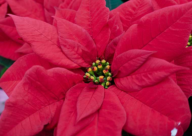 poinsettia at Christmas