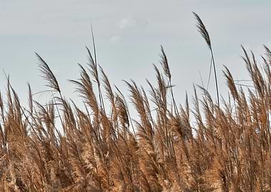 reed in winter