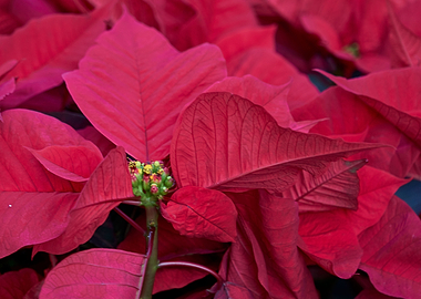 red poinsettia