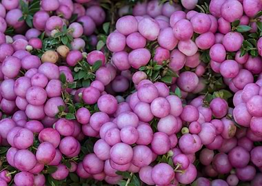 pernettya flower in bloom