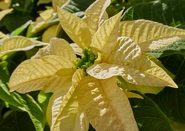 poinsettia at Christmas