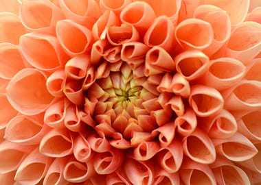 Orange Dahlia