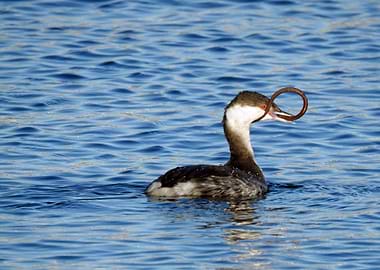 grebe sea blue eat