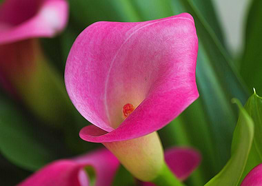 pink lily