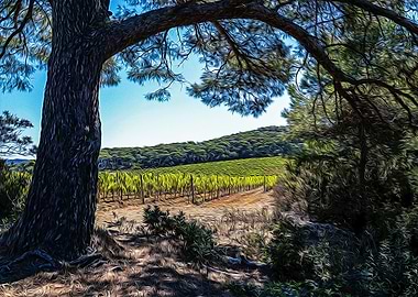 Vineyards in Porquerolles