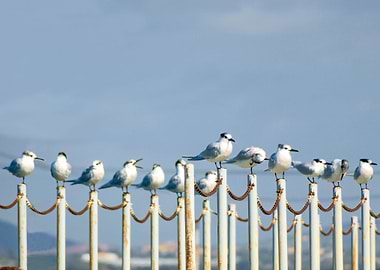 Group of Terns chillin