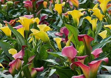 calla lily in the garden