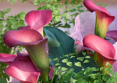 calla lily in the garden