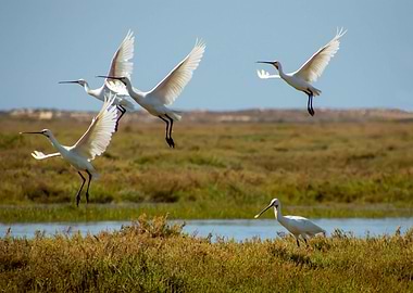 Group of birds catch