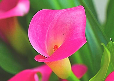 pink lily