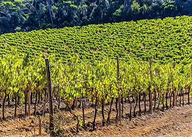 Vineyards in Porquerolles