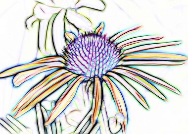 coneflower in garden