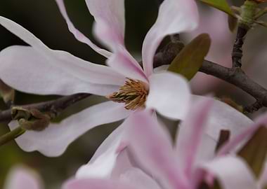 blooming magnolia flowers