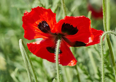 cultivated poppy