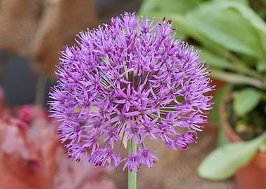 allium in bloom