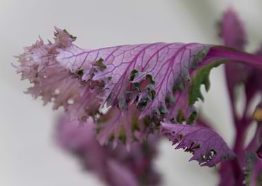 leaves in the garden