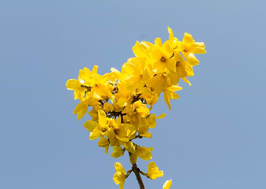 yellow forsythia in spring