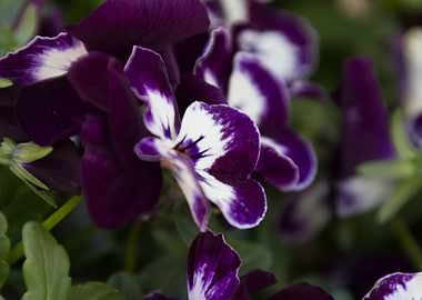 violet in the garden