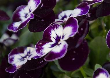 violet in the garden