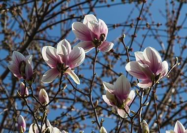 blooming magnolia flowers