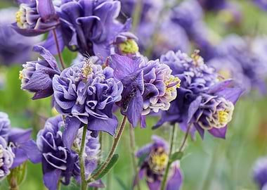 aquilegia flower in bloom