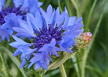 cornflower in bloom