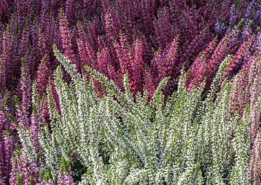 colorful calluna vulgaris
