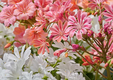 lewisia flower in bloom