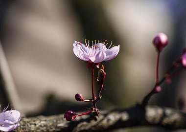 pink flower on tree