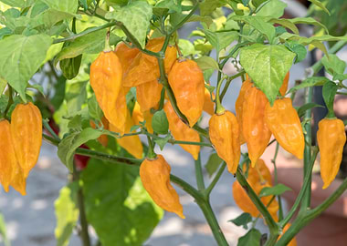 chili pepper for food