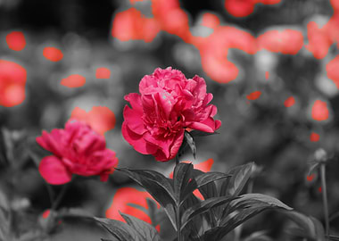 Pink Carnation